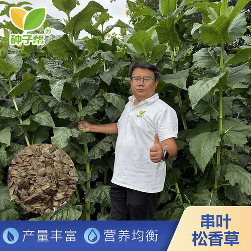 串叶松香草种子教授菊华夏神菊多年生牛羊养猪牧草耐寒大叶蛋白菊
