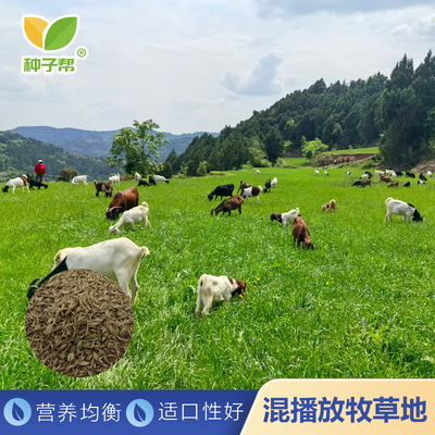 牛羊放牧牧草种子多年生家禽家畜鸡鸭鹅混播放牧营养均衡四季轮牧