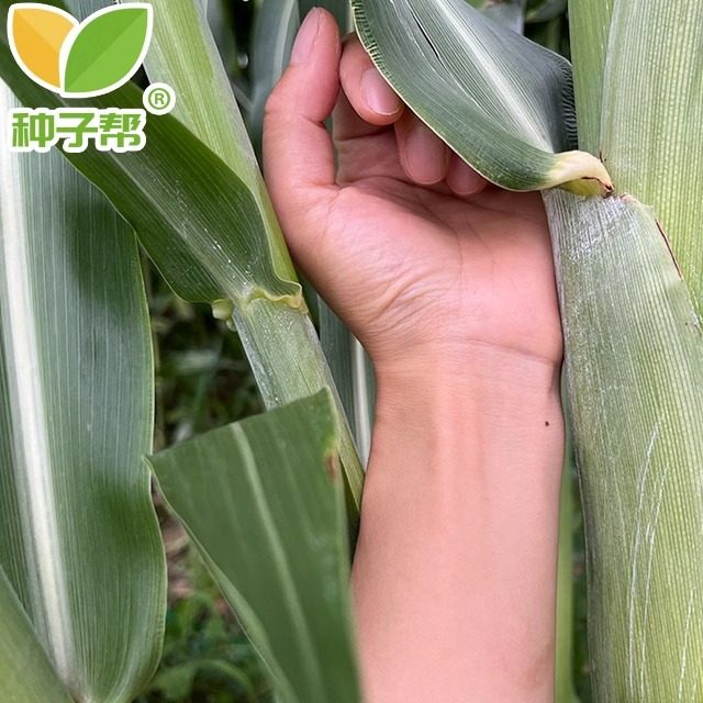 中科甜二号巨型甜高粱种子春夏播种耐旱耐盐种植牛羊优质饲用牧草