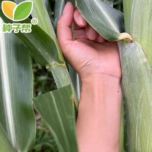 中科甜二号巨型甜高粱种子春夏播种耐旱耐盐种植牛羊优质饲用牧草