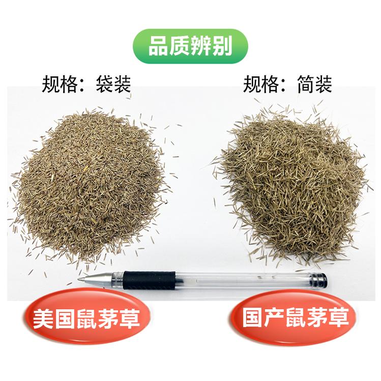 正宗鼠茅草种子果园生草抑制杂草