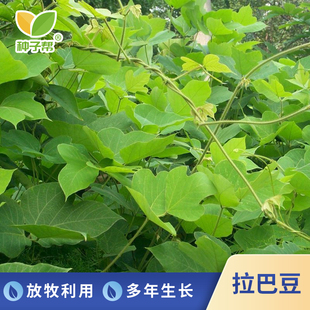 拉巴豆种子青贮伴侣提升蛋白葛藤护坡草籽边坡绿化放牧混播爬藤草