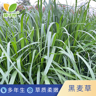黑麦草种子利用秋冬季节闲田为冬春季节提供多次收割新鲜青饲牧草