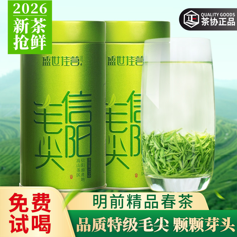 明前信阳毛尖2026新茶特级嫩芽图片