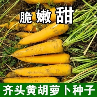 甜脆水果黄胡萝卜种子 齐头黄萝卜种子 甜脆黄心耐热春秋蔬菜种籽