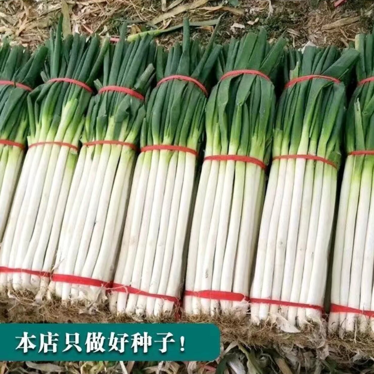 蔬菜种子原装葱白长易种大葱种子图片
