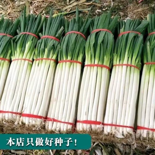 蔬菜种子原装葱白长易种大葱种子