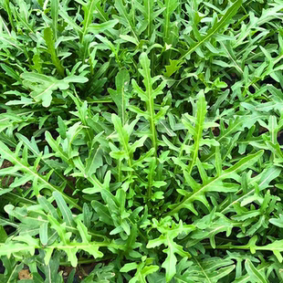 野菜种子野生芝麻菜灰灰菜车前草臭菜大黄雪樱子曲麻菜黄花菜紫背