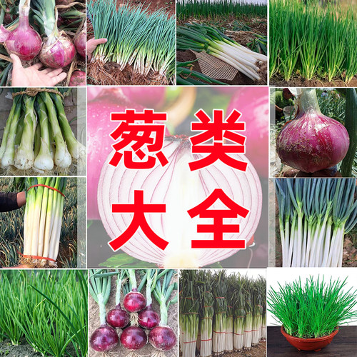 葱种子四季小香葱多买多赠