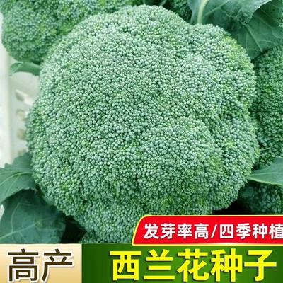 西兰花种子多买多赠春秋播种