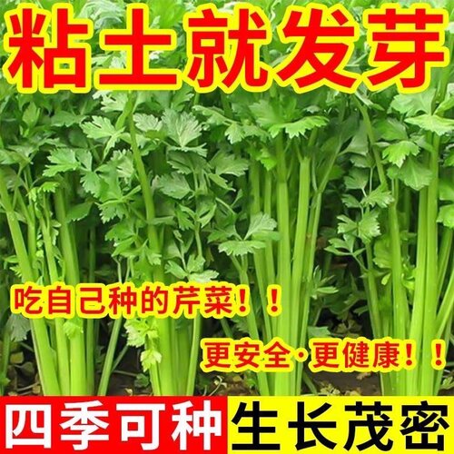 四季小香芹种子多买多赠