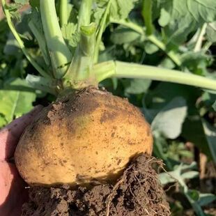 黄蔓菁种子春秋季光头芥菜黄肉大头菜种子肉黄色蔬菜种子家庭种植