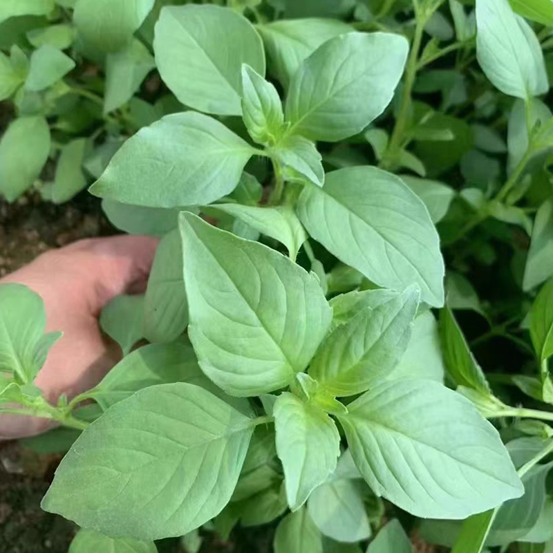 荆芥菜种籽大叶荆芥种子多买多赠