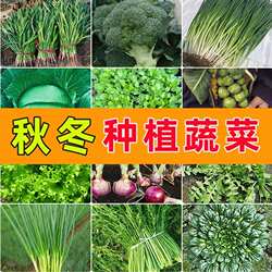 耐寒蔬菜种子黄心菜菠菜白萝卜洋葱秋冬可种植荠菜雪里红香菜种籽