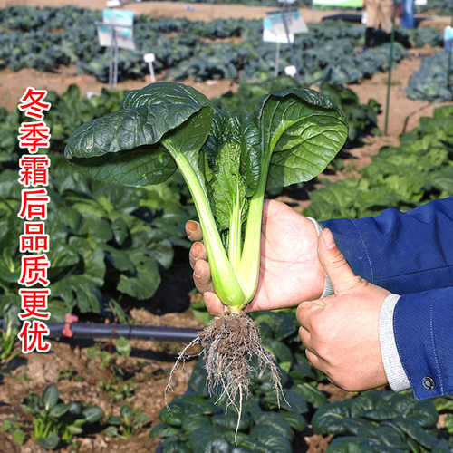 黑麻叶苔菜种子全黑菜苔