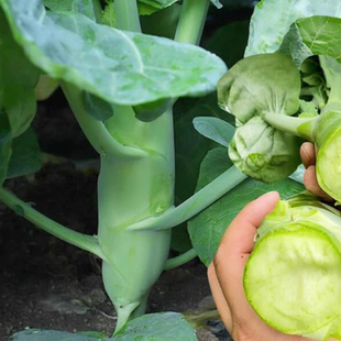 中花芥兰蔬菜种子大芯芥兰芥蓝种籽蔬菜嫩甜脆芥菜种孑鸡腿芥兰