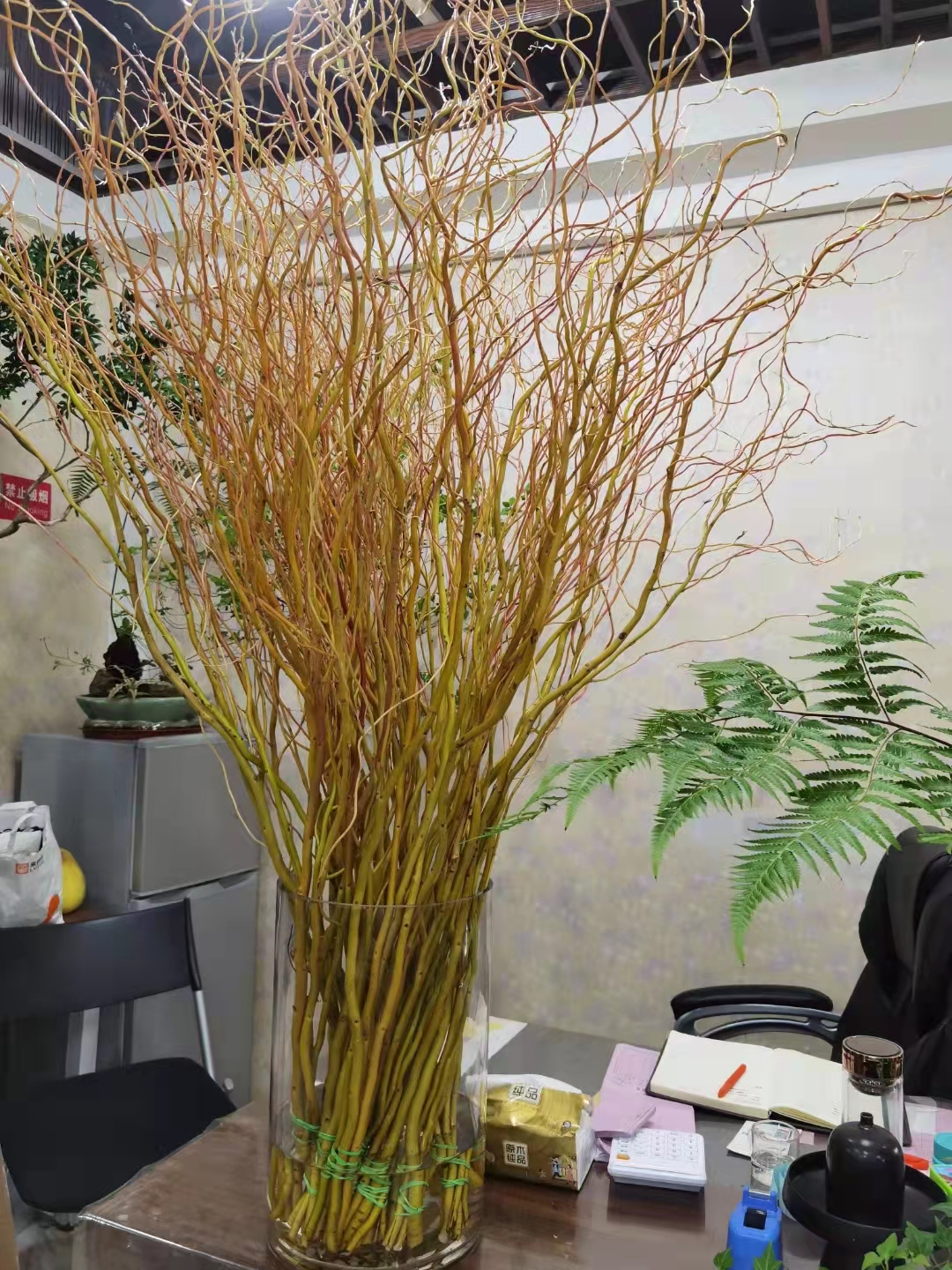 德国进口金龙柳大型水培植物室内枝条鲜切龙柳水养绿植长根花期长