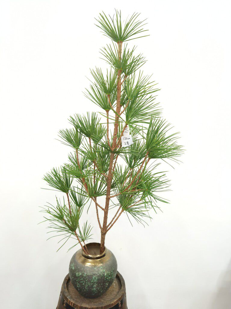 日本金松罗汉松进口切枝超长花期美观ins网红风家庭叶材 上海直发