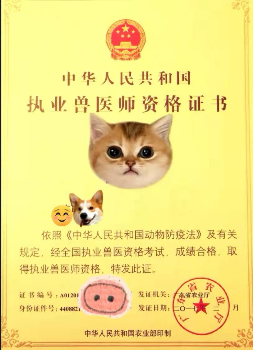 宠物医生问诊24小时咨询在线上医院诊所兽医药店医疗猫咪狗狗看病