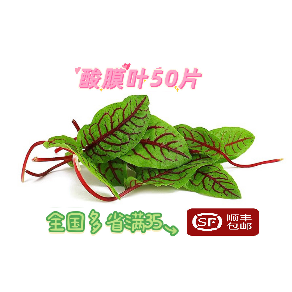酸模叶红脉酸模草食用花摆盘