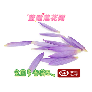新鲜蓝睡莲花瓣 4朵約100片 莲花 可食用  酒店西餐花草摆盘装饰