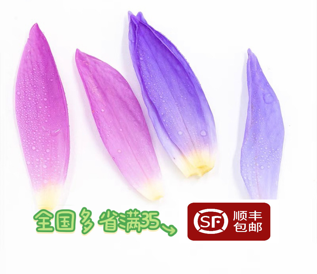 新鲜 睡莲 蓝莲花 粉睡莲 双色睡莲酒店西餐饮摆盘装饰花
