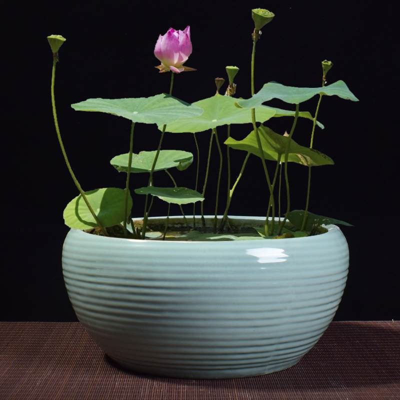 Contracted large sleep special bowl lotus flower pot ceramic