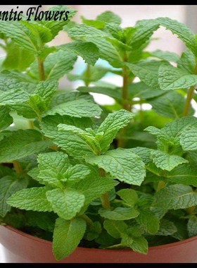 spearmint mint seeds edible catnip plant flower seeds veeta
