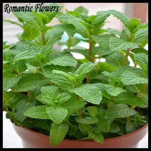spearmint mint seeds edible catnip plant flower seeds veeta