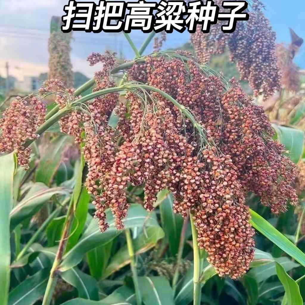 扫把高粱种子红糯种酿酒播食用抗旱春夏季籽抗倒扫把条帚长杆扫地