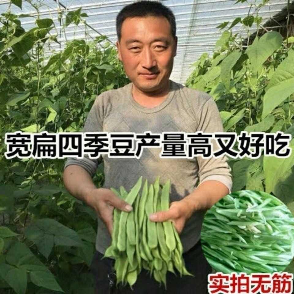 高产宽扁芸豆种子无筋架豆种子三扁二扁芸豆种四季豆种子各地可种