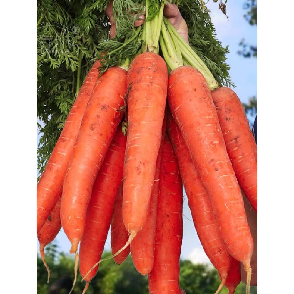 高产抗重茬日本三红胡萝卜种子春秋季水果红萝卜种籽七寸蔬菜种孑