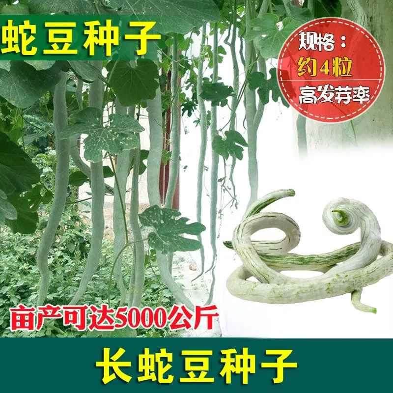 蛇豆特长蛇瓜种子种子 蛇丝瓜种子 观赏可食用蔬果种子 易种高产