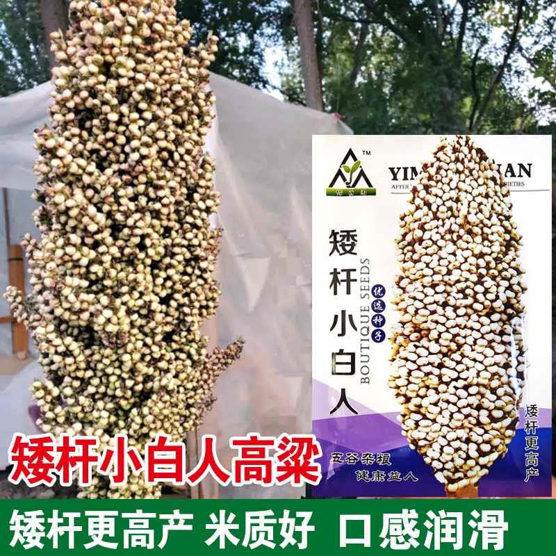 食用矮种子高粱糯 白高梁种子 京都小白人 高产抗病 大田种植酿酒