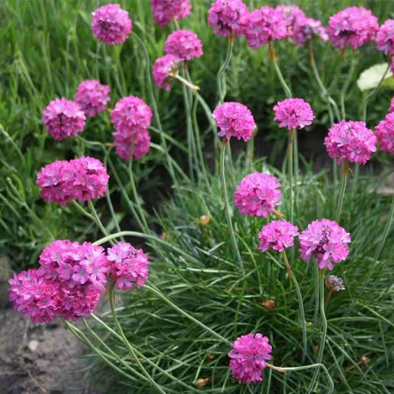 四季种籽海播石竹花子种开花室外易种植阳台庭院五彩石竹盆栽种子