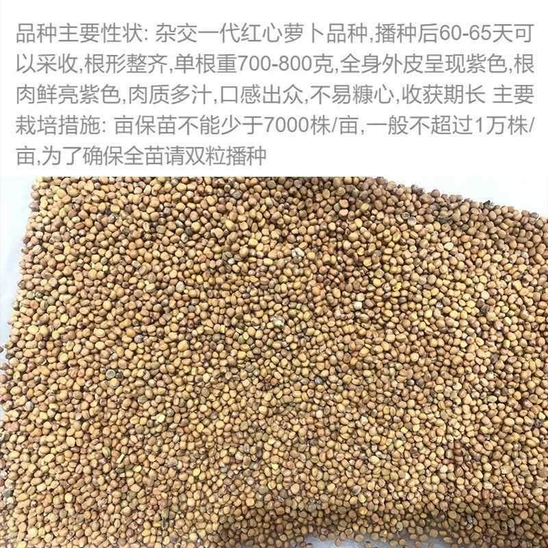 种子萝卜红心凤梨水果秋冬季菜种籽高产一年四季种心里美蔬菜种子