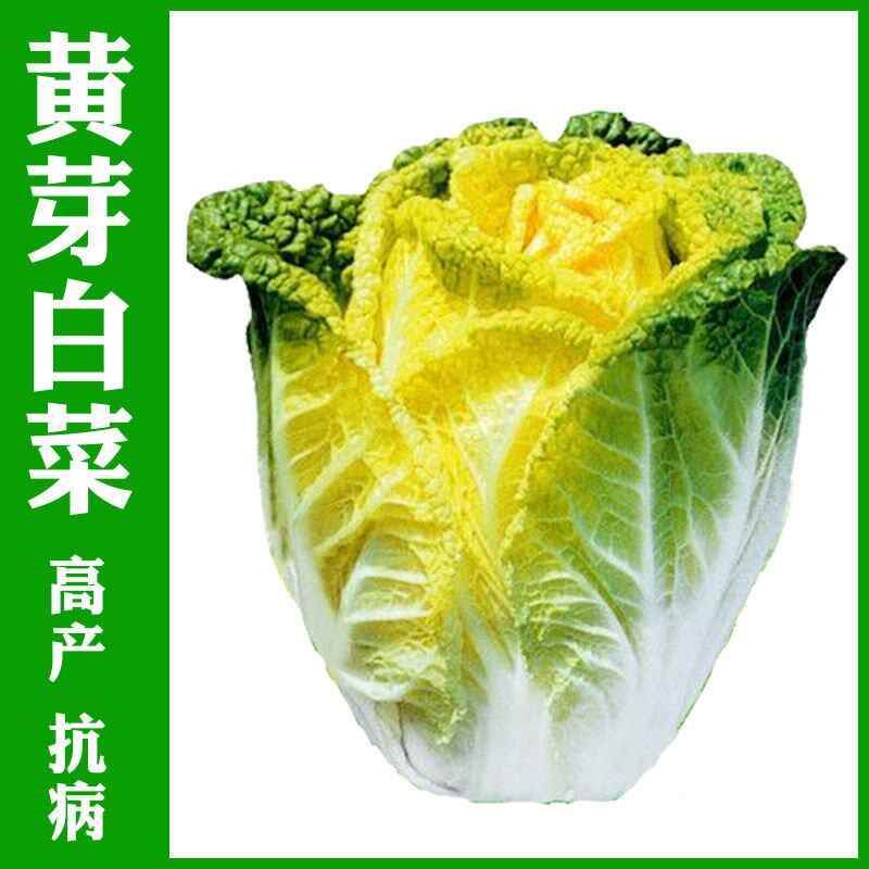 黄心14菜黄芽种子大白菜蔬菜种子味甜黄芽菜白菜种子秋季播种