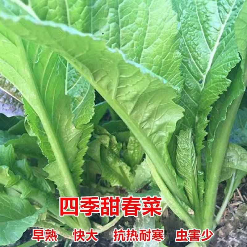 种子芥甜春菜四季小杆菜种籽南方小青菜籽抗热阳台盆栽蔬菜种孑子