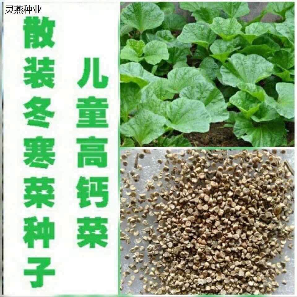 糯米冬寒菜种子东汉菜高菜秋冬马蹄种子四季钙菜盆栽田园蔬菜种子