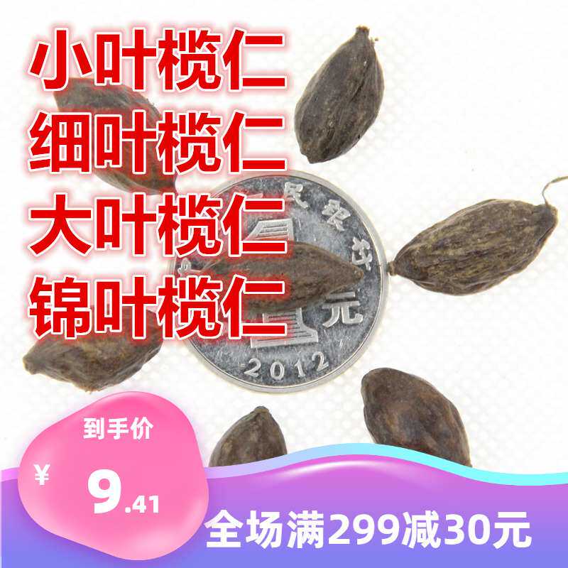 新采小叶榄仁种子 大叶榄仁 细叶榄仁 锦叶榄仁绿化行道苗木