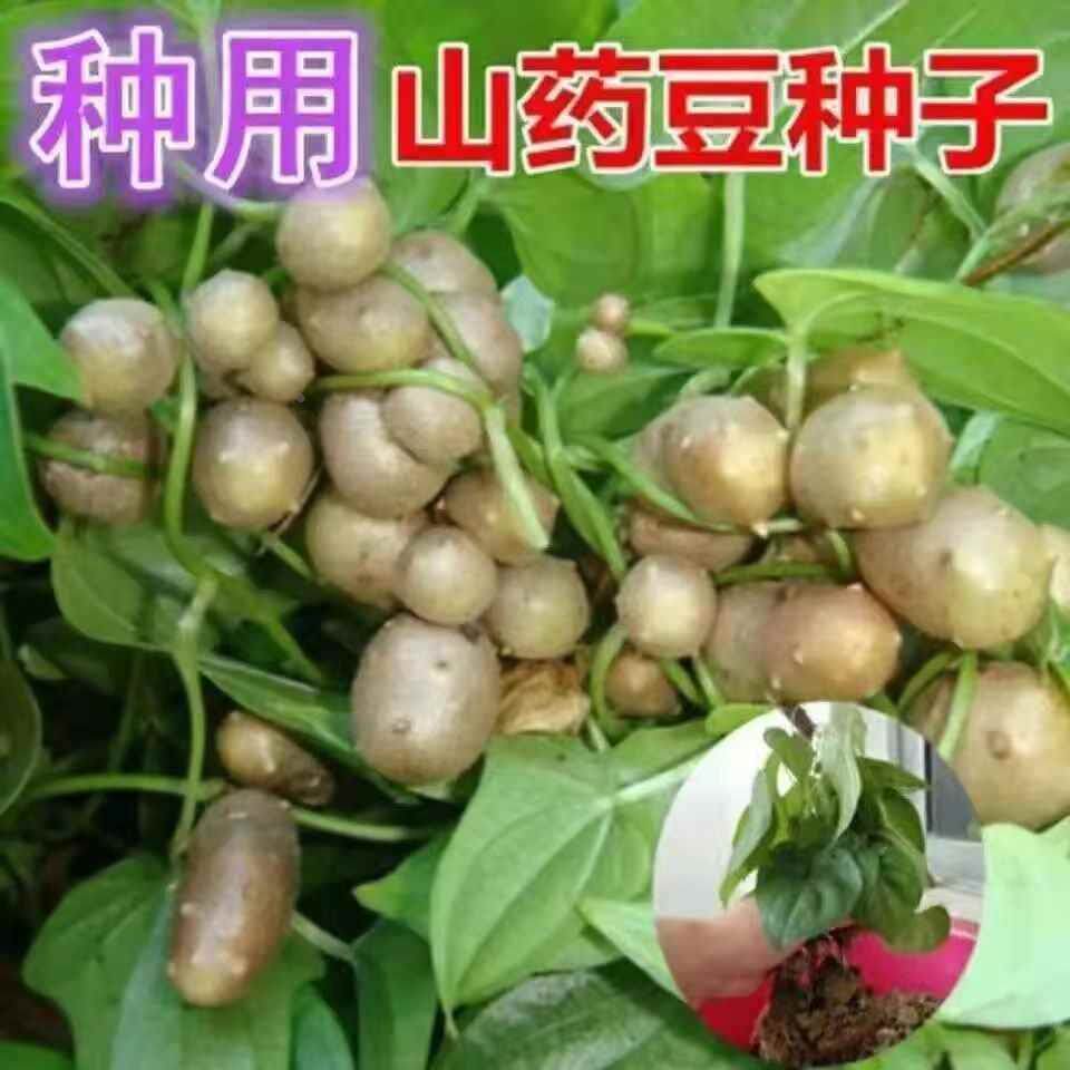 铁棍种子山药正宗山药豆淮山种子白色山药种子四季农家田园种植