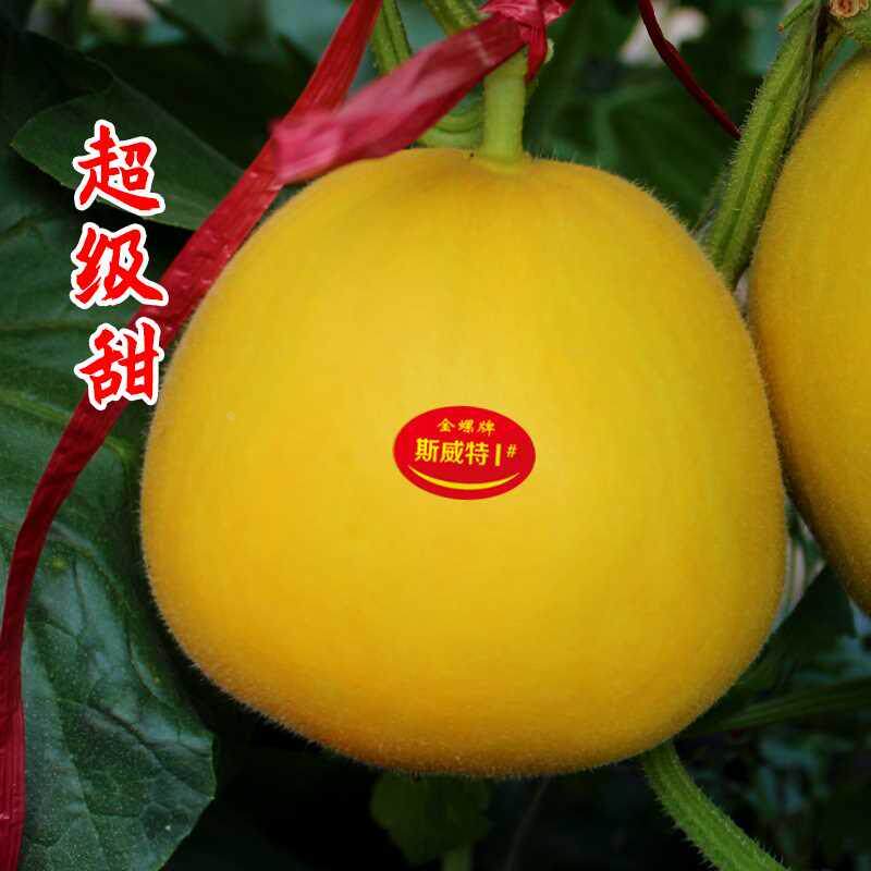 鼎牌甜瓜黄皮金帝种子斯威特香瓜籽种薄皮早熟南方四季蔬菜种籽孑