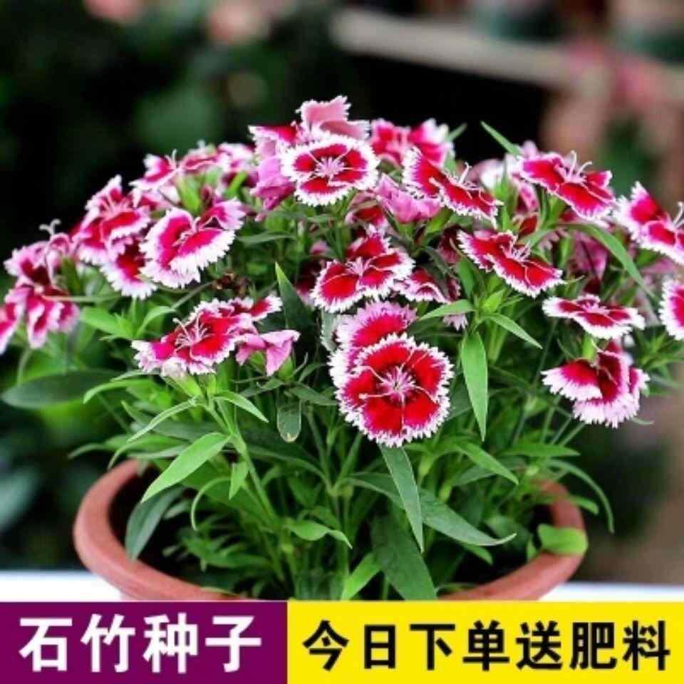 美国石竹种子石竹种耐热耐寒籽室外室内阳台庭院四季易种花卉种子
