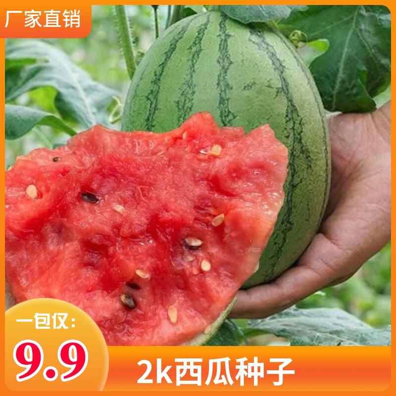 全美2k西瓜种子薄皮沙瓤小西瓜种籽南方春季四季盆栽瓜果种孑