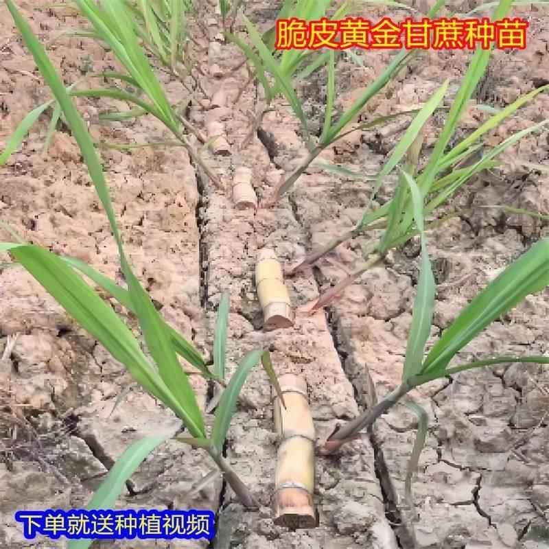 黑皮黄皮苗南甘蔗广西北方白玉种子带芽种植苗黄金水果甜甘蔗种苗