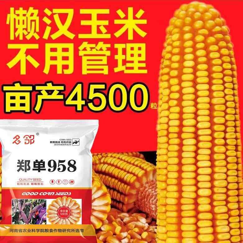 正宗郑单958玉米抗病虫国审矮杆高产种子农科院活杆成熟