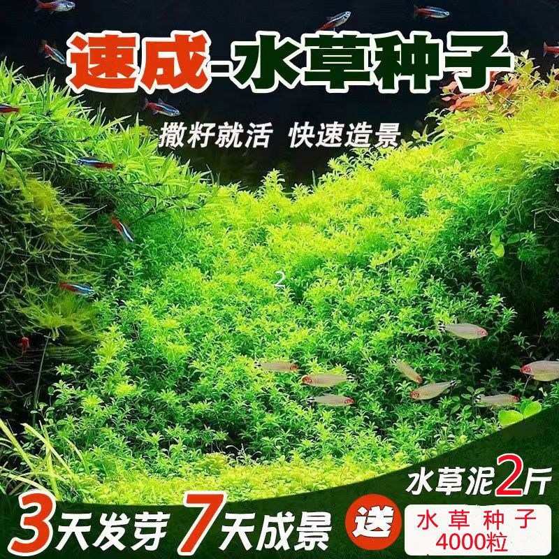 鱼缸造景水草泥和水草种子混装一年四季净化水质组合装四季常青