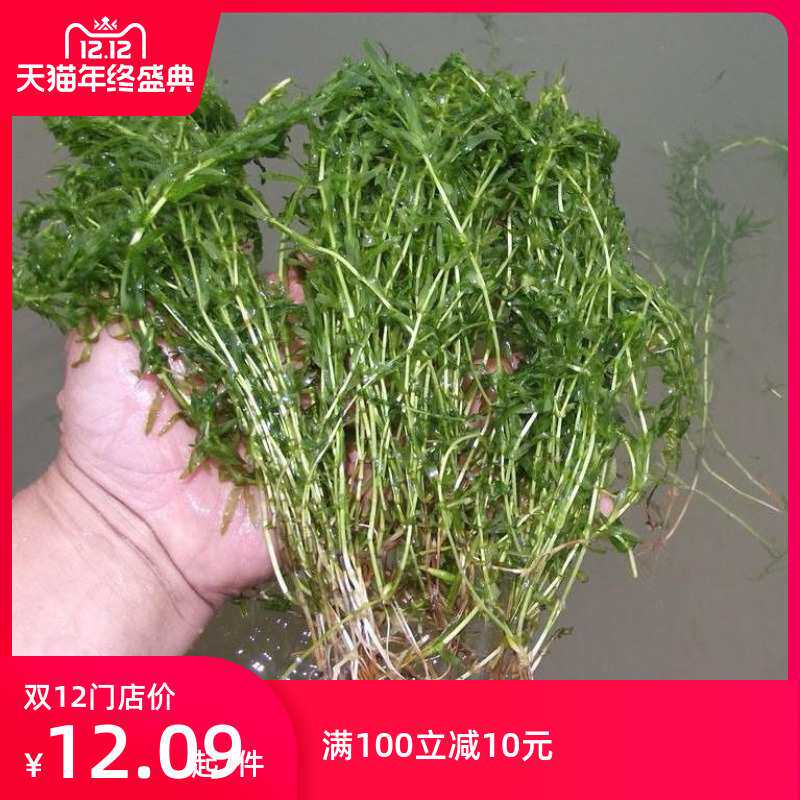 包发芽鱼塘水草种子伊乐藻轮叶黑藻小龙虾鱼蟹养殖水四季种植水草