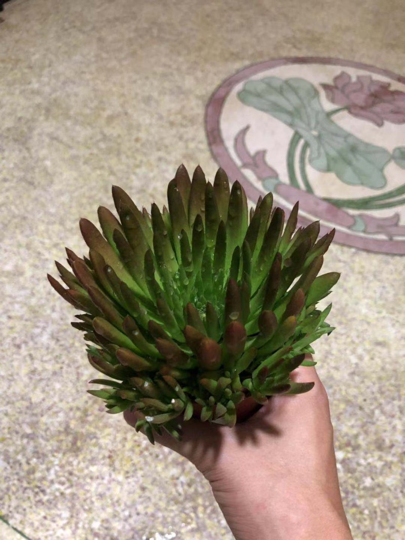 新品秀女瓦松 多肉 多浆植物 观赏植化 吸甲盆p 净物空气 多肉醛
