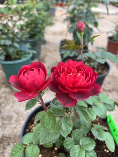黑红果汁/樱桃果汁月季小苗灌木淡香勤花丰花多季果汁芽变